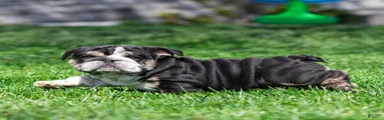 Raven Jet English Bulldog Puppy 