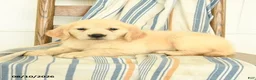 Golden Retriever dogs for sale: Julliette - Ad 3