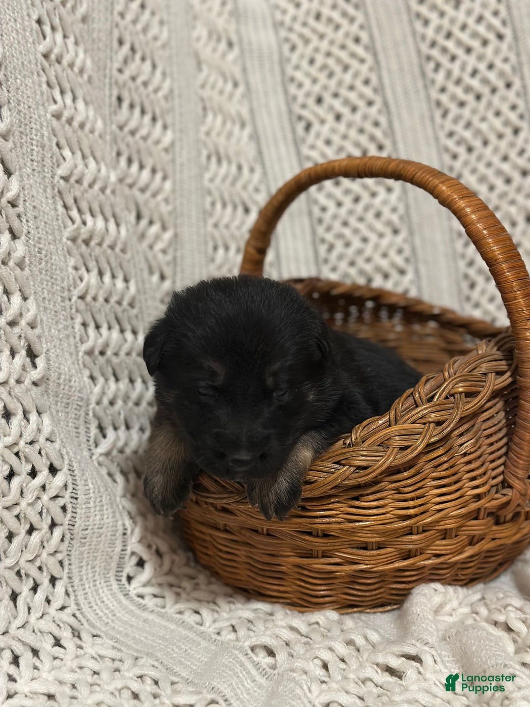 German Shepherd dogs for sale: Drifter - Ad 1