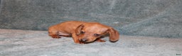 Miniature Dachshund dogs for sale: HAZEL MINI  - Ad 12