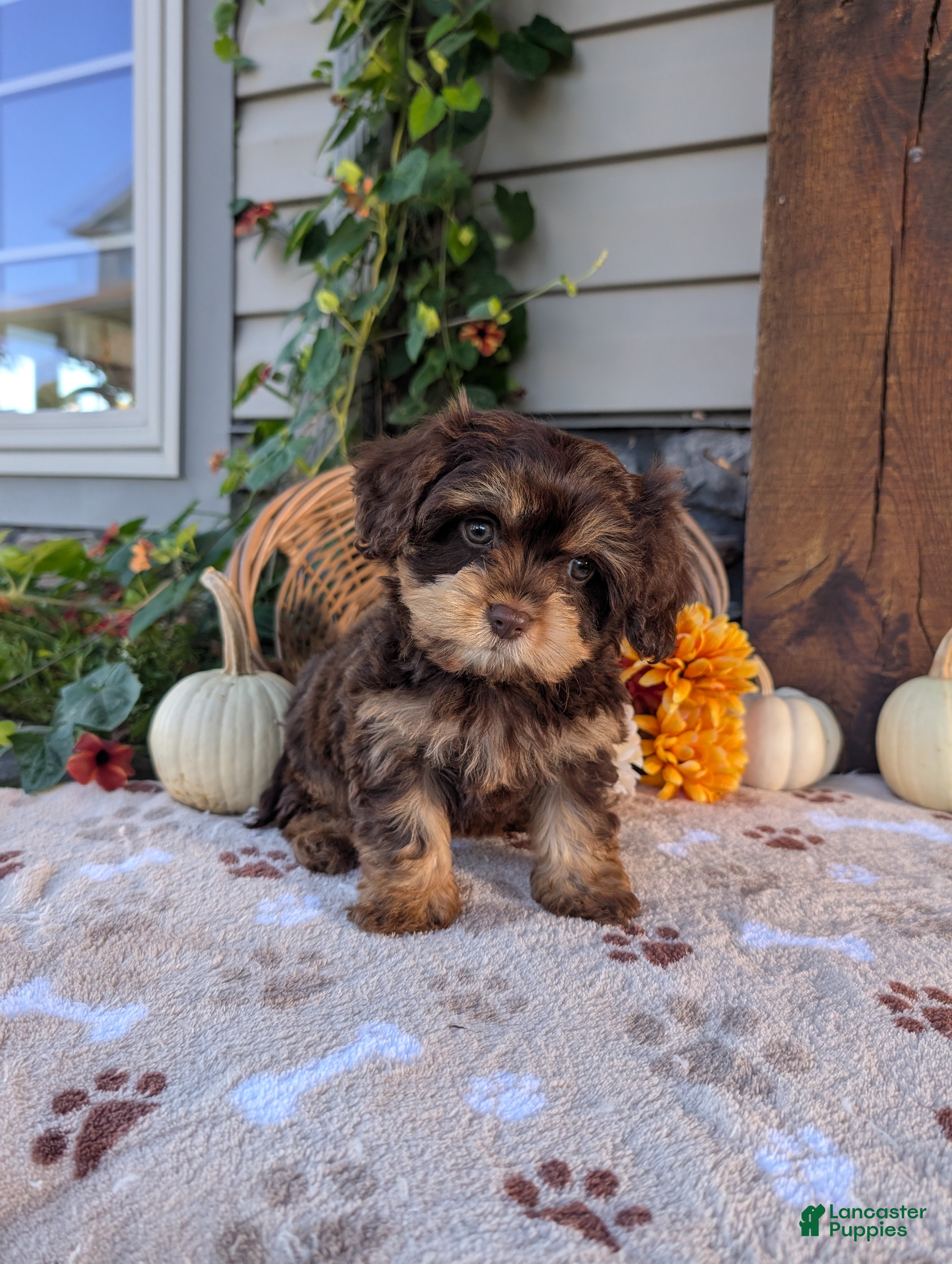 Cavapoo dogs for sale: Skipper  - Ad 2