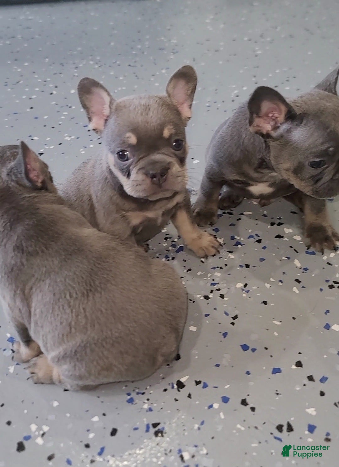 French Bulldog dogs French Bulldog  - Ad 1