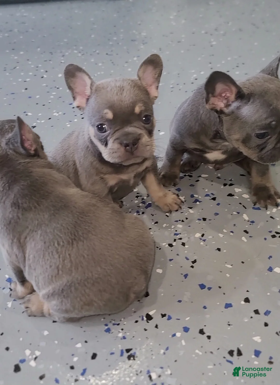 French Bulldog dogs for sale: French Bulldog  - Ad 1