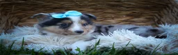 Mixed Breed dogs for sale: Graham🐶 - Ad 4