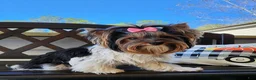 Biewer Terrier dogs for sale: Harley  - Ad 5