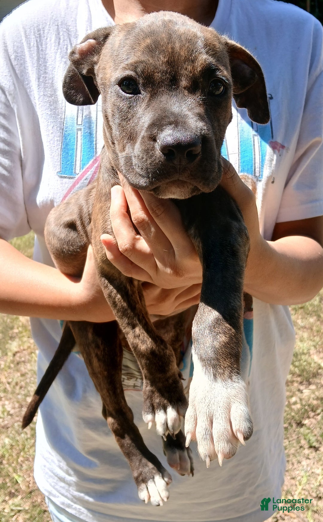 Puppy Catahoula Leopard Dog Pitbull Mix Pitbull Terrier Springer