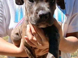 American Pit Bull Terrier dogs - Ad 3