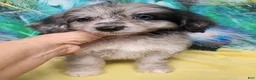Mini Aussiedoodle dogs for sale: Bluey Toy/Small Mini  - Ad 1
