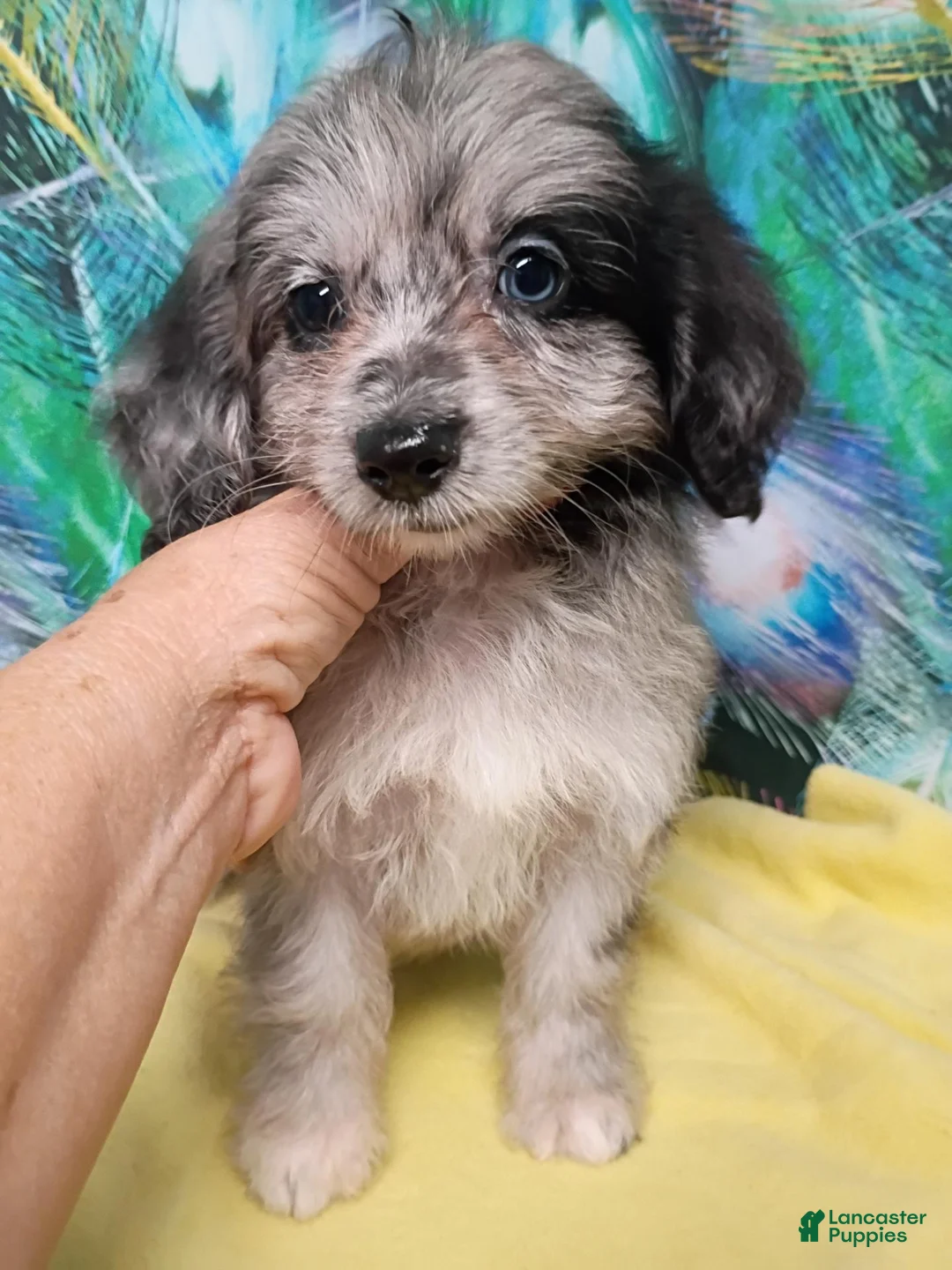 Mini Aussiedoodle dogs for sale: Bluey Toy/Small Mini  - Ad 1
