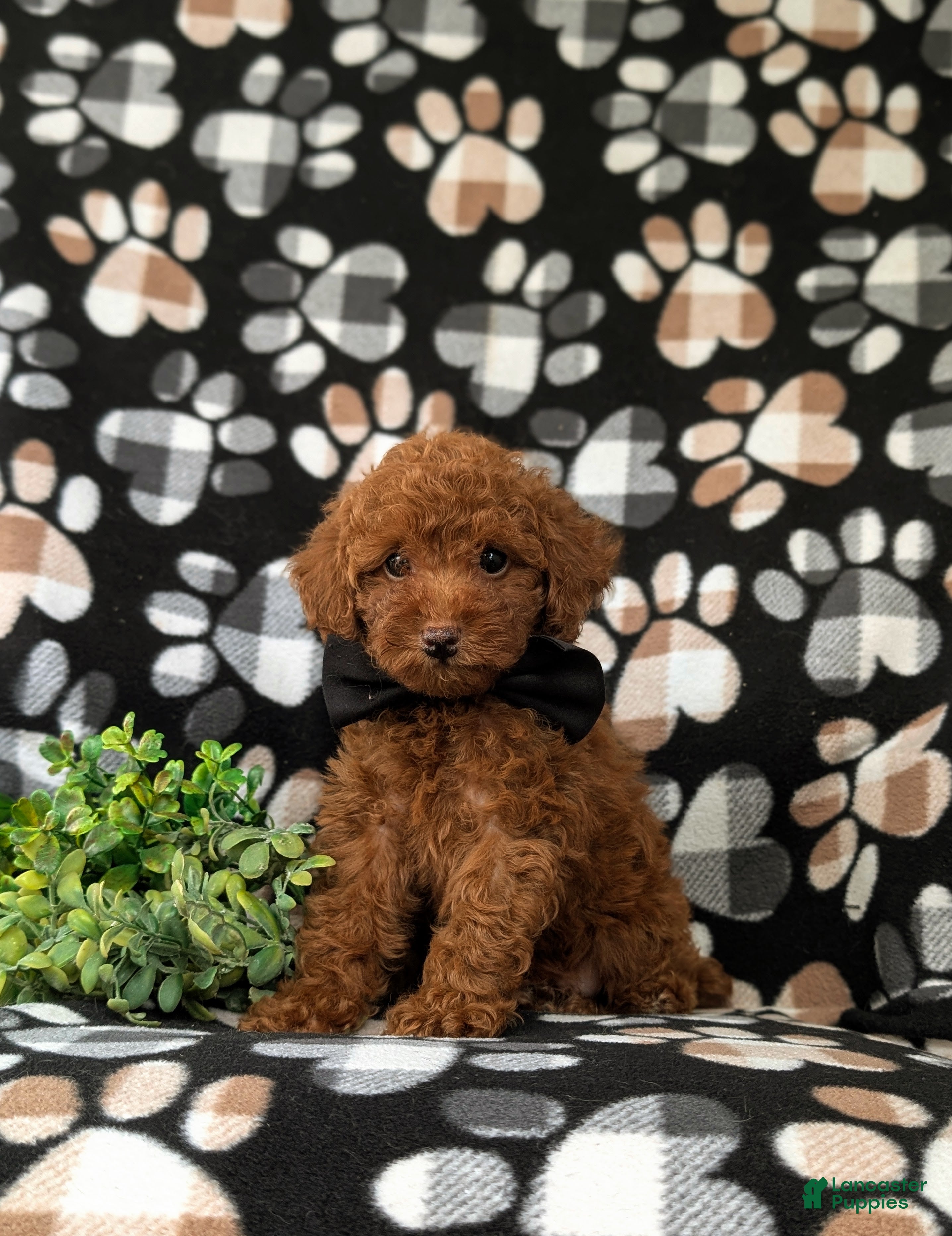 Toy Poodle dogs for sale: Willis 7 lbs Full Grown - Ad 2
