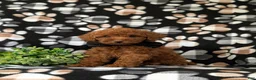 Toy Poodle dogs for sale: Willis 7 lbs Full Grown - Ad 1