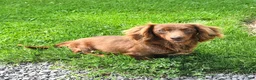 Miniature Dachshund dogs for sale: Lucy - Ad 4