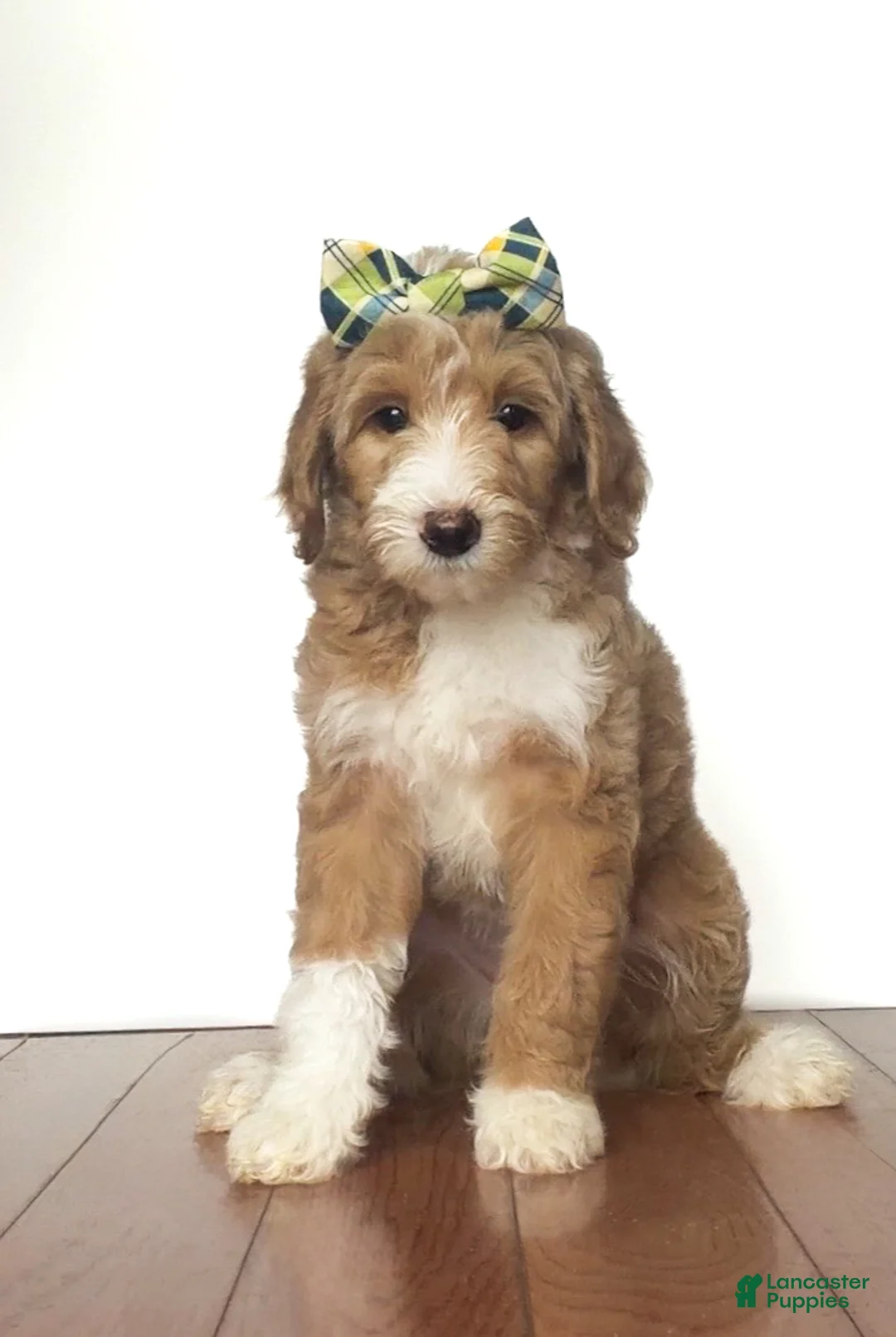 Mini Goldendoodle dogs for sale: Mini Goldendoodle Honey - Ad 1