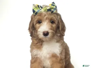 Mini Goldendoodle dogs Mini Goldendoodle Honey - Ad 1
