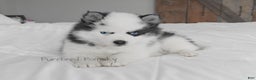 Pomsky dogs for sale: Bandit - Ad 2