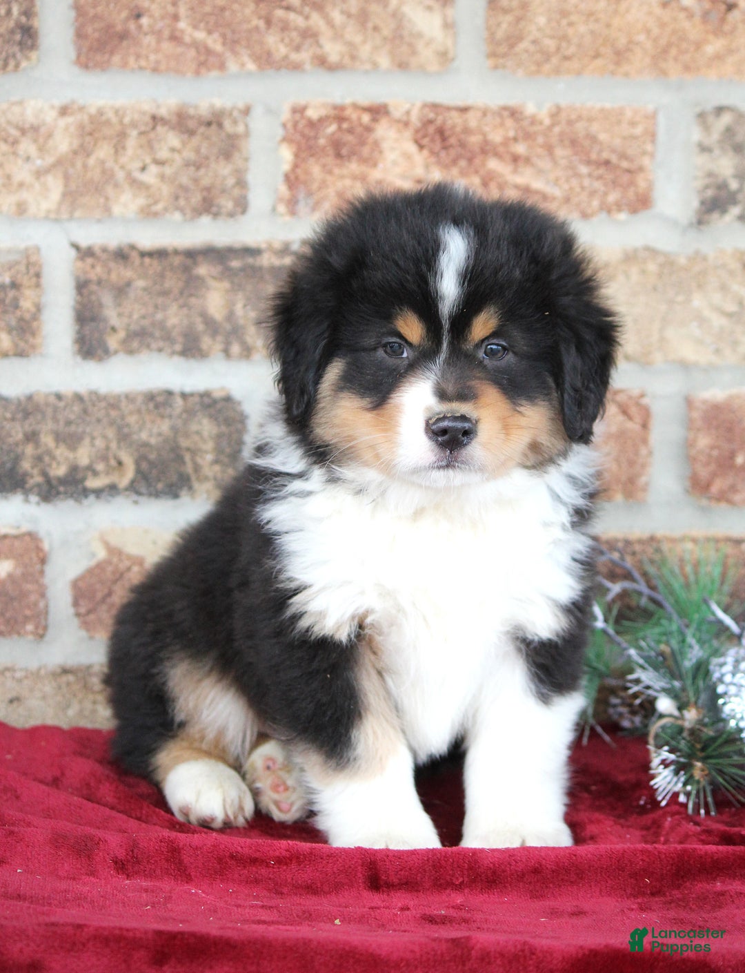 Miniature Australian Shepherd dogs for sale: Maverick - Ad 6
