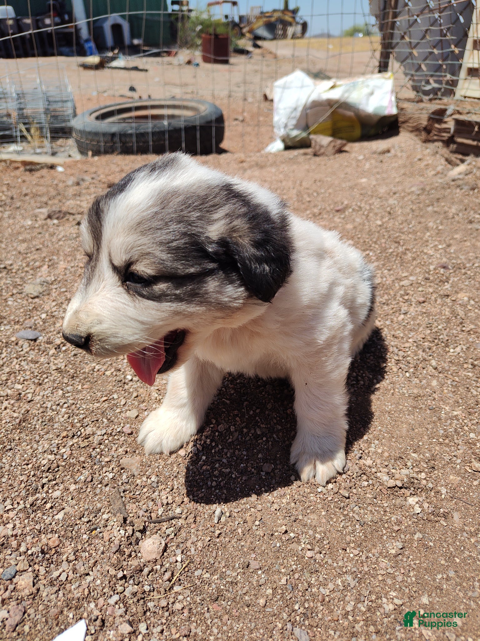Pyrénées Working Anatolian Pyrenees Great Pyrenees Puppy Mixed Breed for