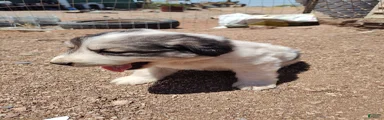 Working Anatolian Pyrenees Great Pyrenees Puppy