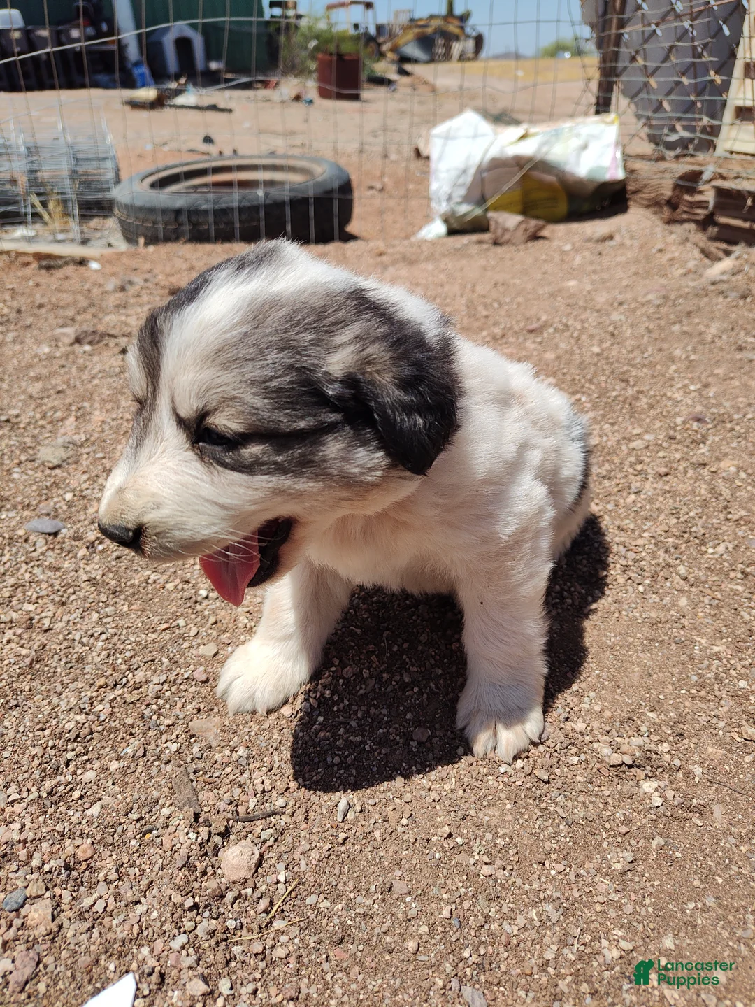 Mixed Breed dogs for sale: Working Anatolian Pyrenees Great Pyrenees Puppy - Ad 1