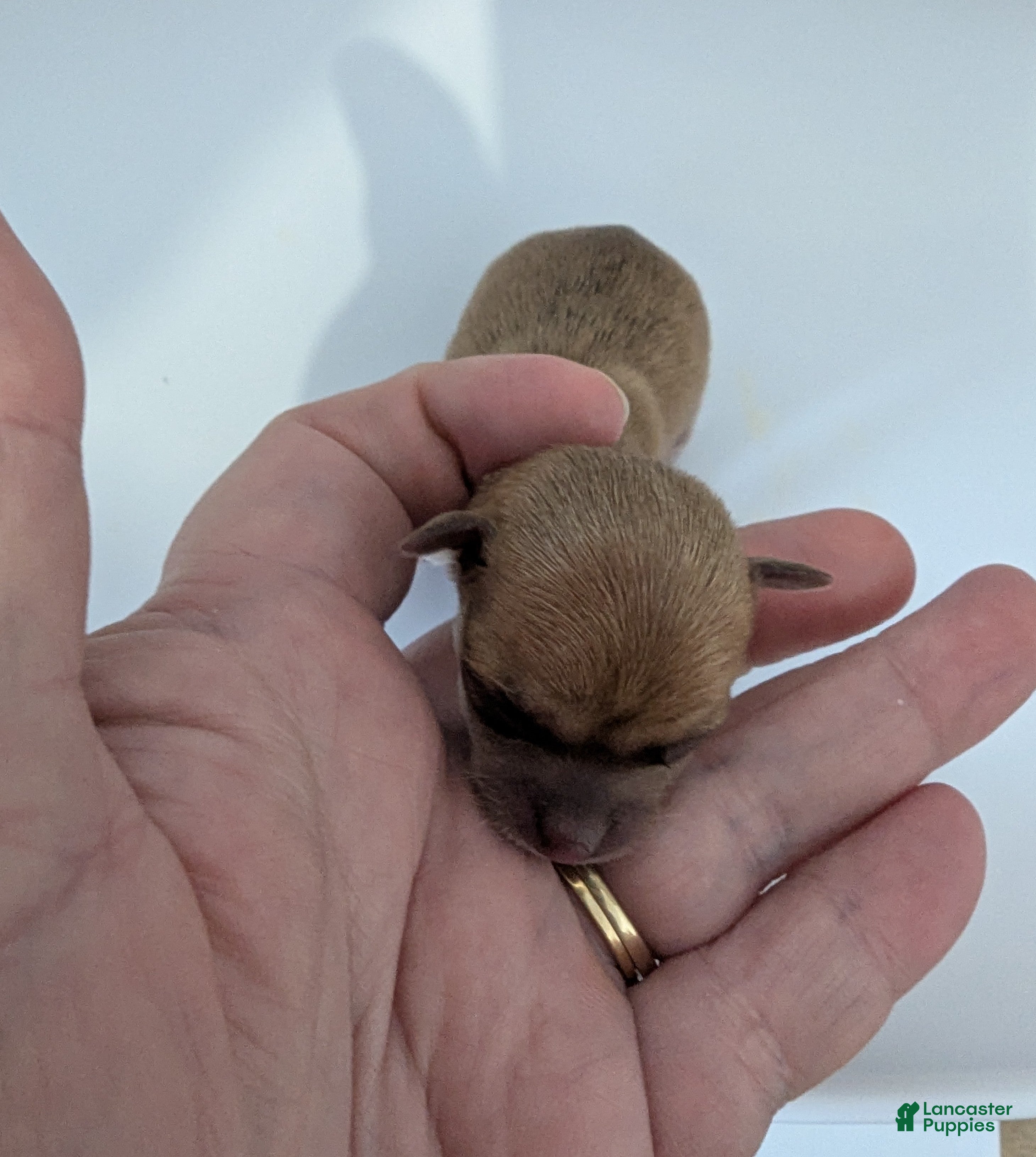 Chihuahua dogs Roman - Ad 8