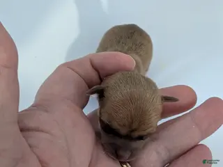 Chihuahua dogs Roman - Ad 8