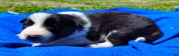 Border Collie dogs for sale: Denver - Ad 11