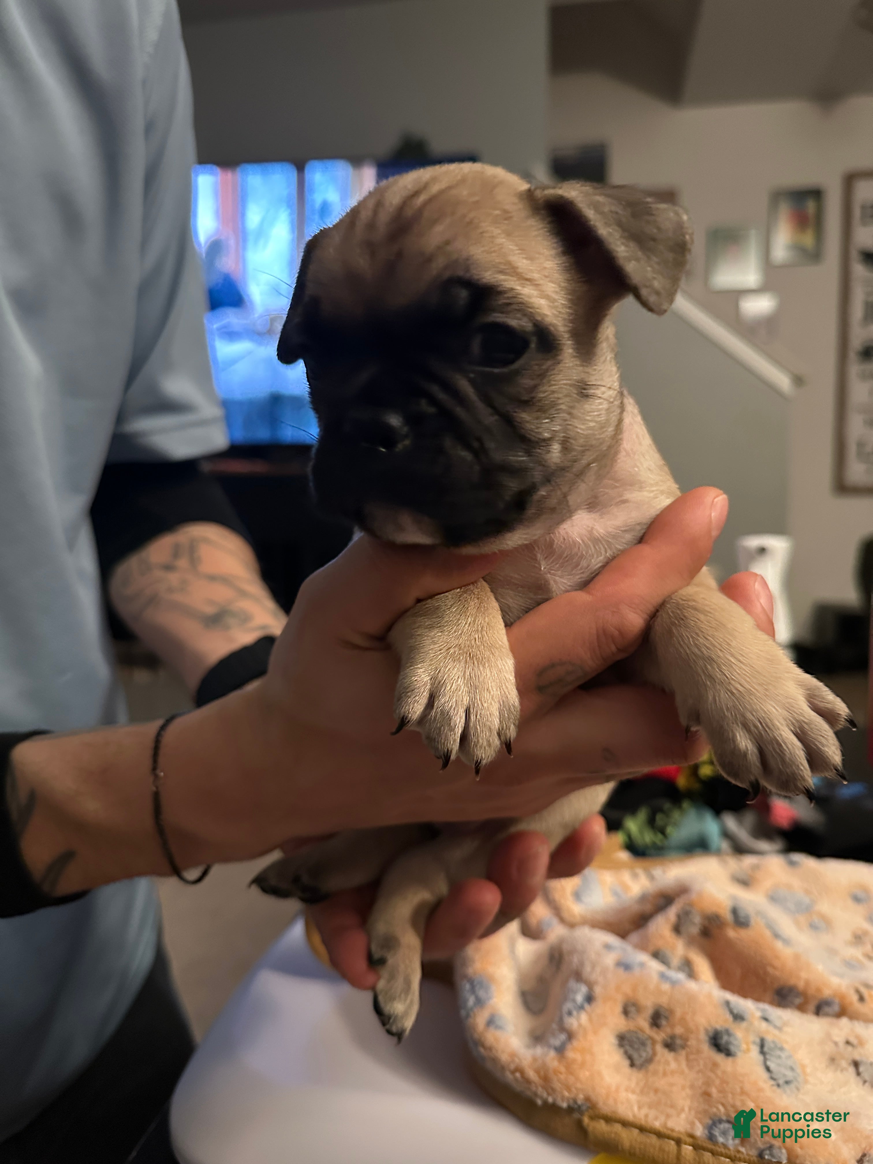 French Bulldog dogs Murphy - Red collar - Ad 2