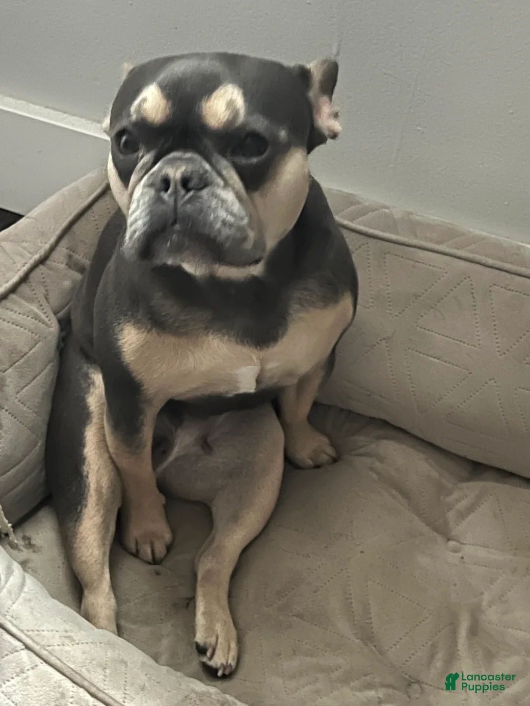 French Bulldog dogs for sale: Charlie - Ad 5
