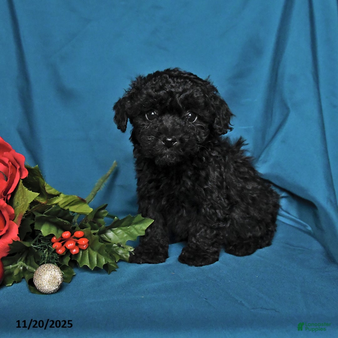 Toy Poodle dogs for sale: Gabby - Ad 1