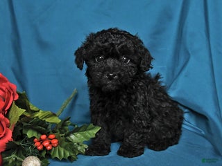 Toy Poodle dogs Gabby - Ad 37
