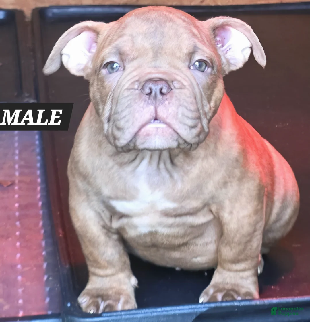 American Bully dogs for sale: American Bully Puppy 2 - Ad 1