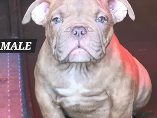 American Bully dogs American Bully Puppy 2 - Ad 27