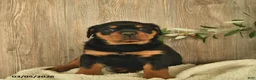 Rottweiler dogs for sale: Lexi  - Ad 4