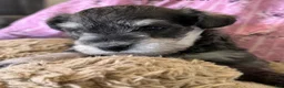 Miniature Schnauzer dogs for sale: Sheba Miniature Schnauzer  - Ad 8