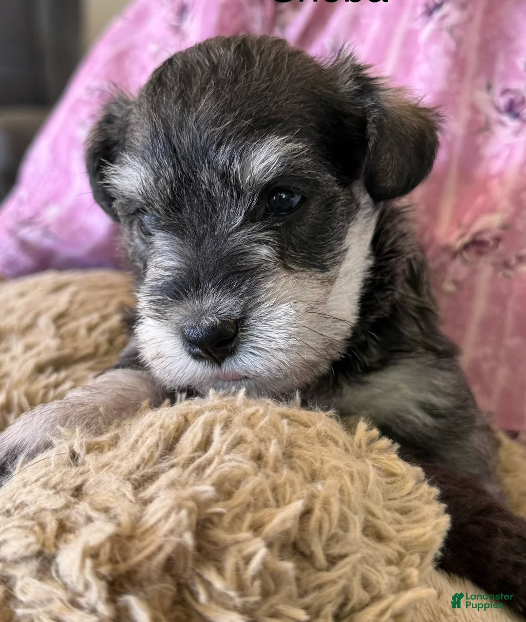 Miniature Schnauzer dogs for sale: Sheba Miniature Schnauzer  - Ad 8