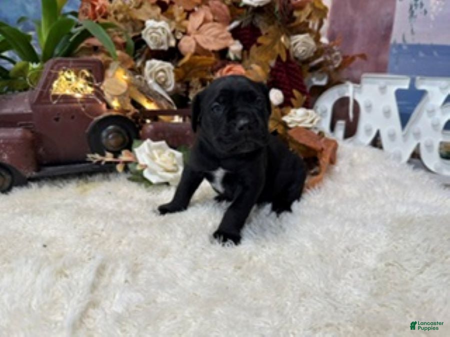 Cane Corso dogs Olive - Ad 2