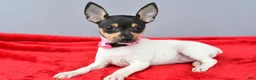 Toy Fox Terrier dogs for sale: Dora - Ad 3