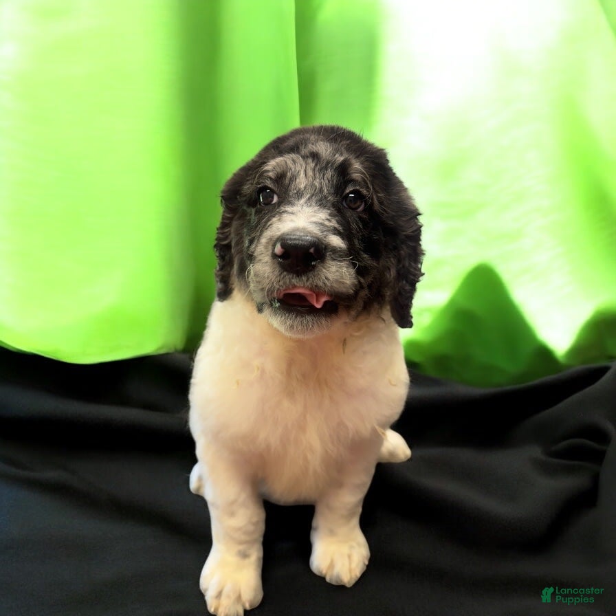 Labradoodle dogs Blaze - Ad 18