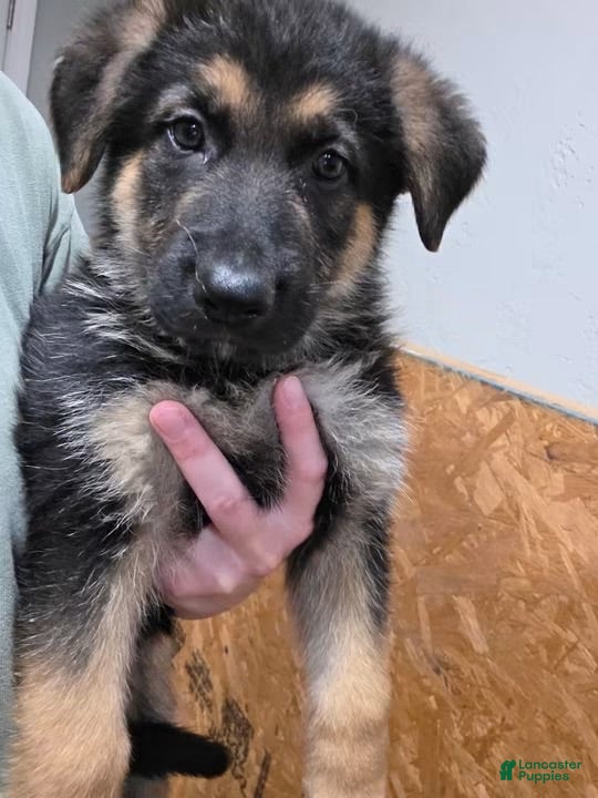 German Shepherd dogs German Shepherd 2 - Ad 4