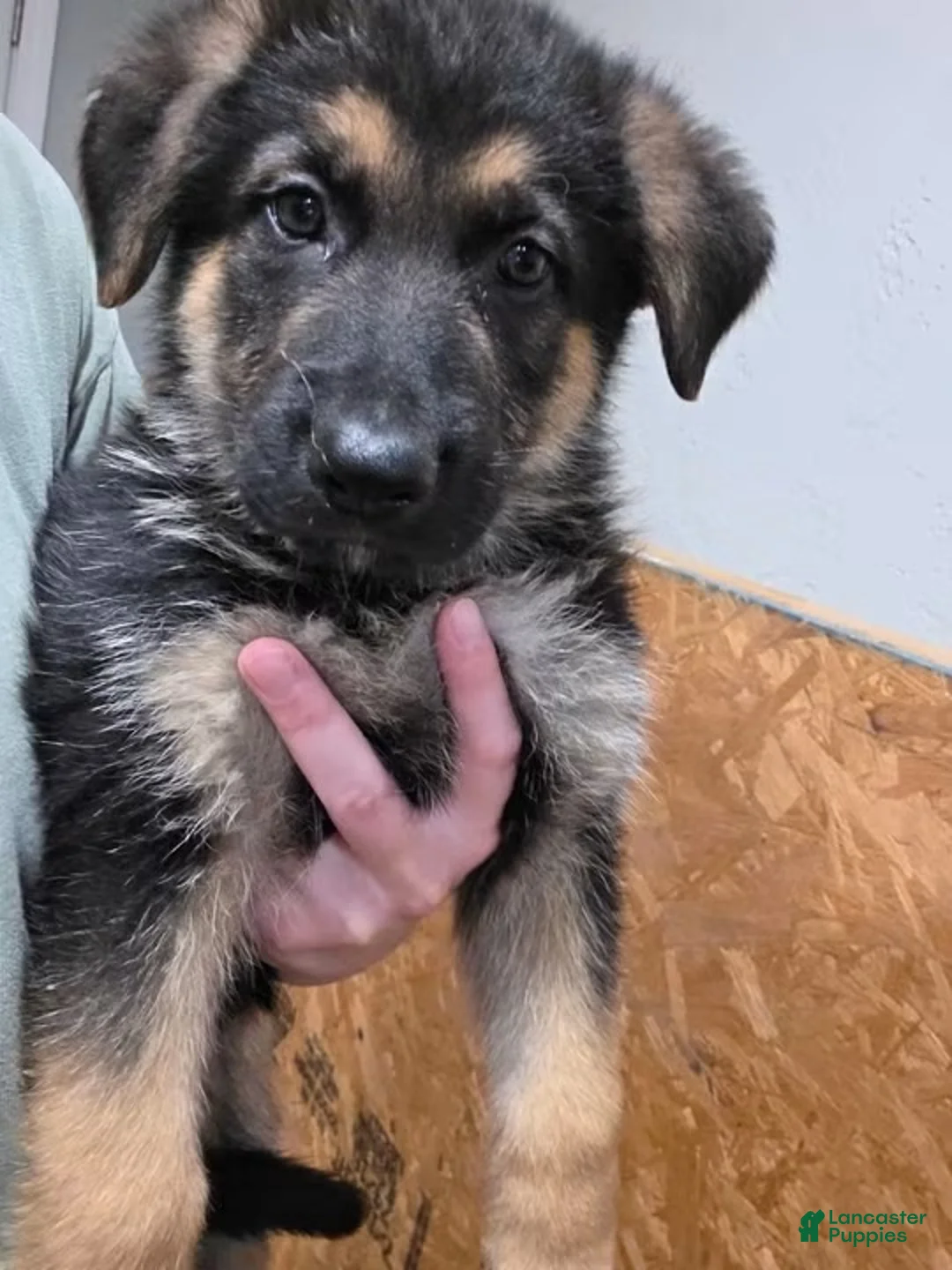 German Shepherd dogs for sale: German Shepherd 2 - Ad 1