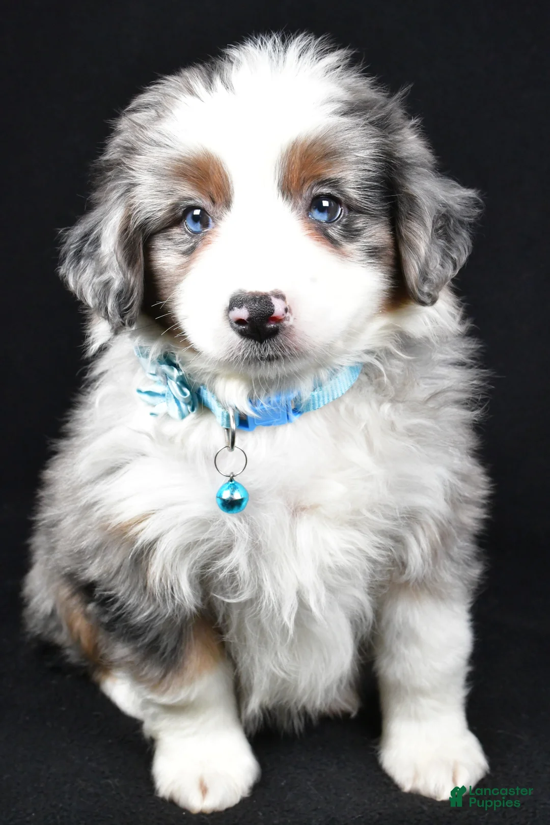 Miniature Australian Shepherd dogs for sale: Ruth - Ad 6