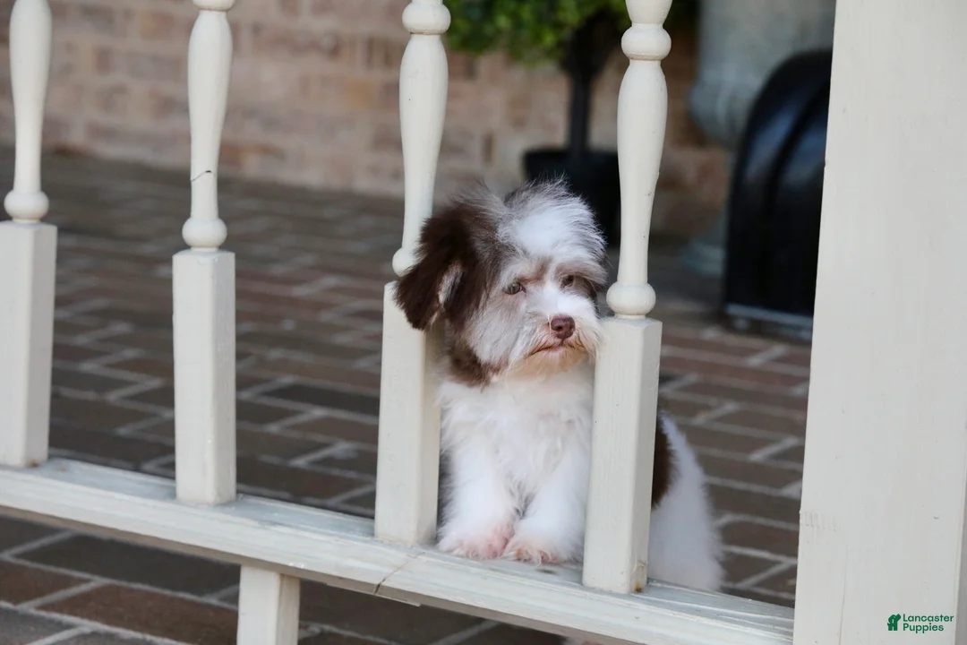 Havanese dogs for sale: Hope - Ad 20