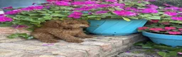 Miniature Labradoodle dogs for sale: Clover - Ad 6