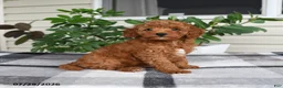 Miniature Poodle dogs for sale: Windson - Ad 2