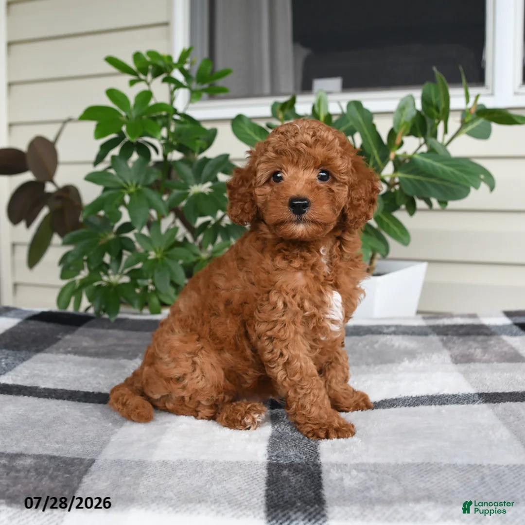 Miniature Poodle dogs for sale: Windson - Ad 2