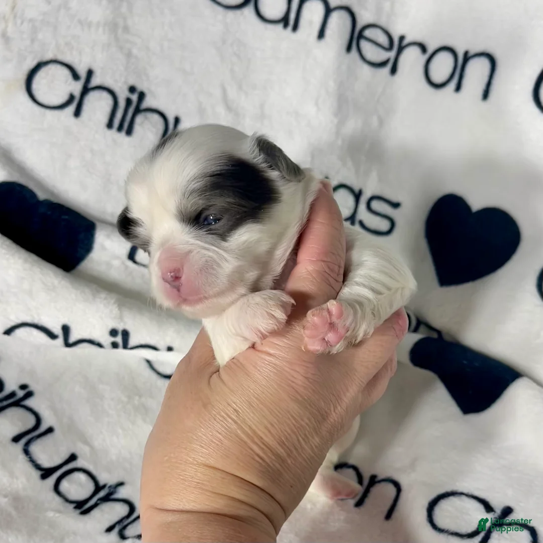 Chihuahua dogs for sale: Gabriel Blue Spotted - Ad 9