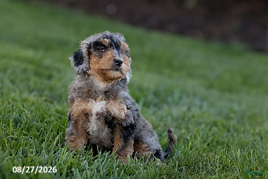 Mini Goldendoodle dogs for sale: Ollie - Ad 2