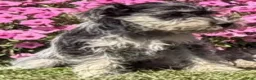 Miniature Schnauzer dogs for sale: Hudson - Ad 5