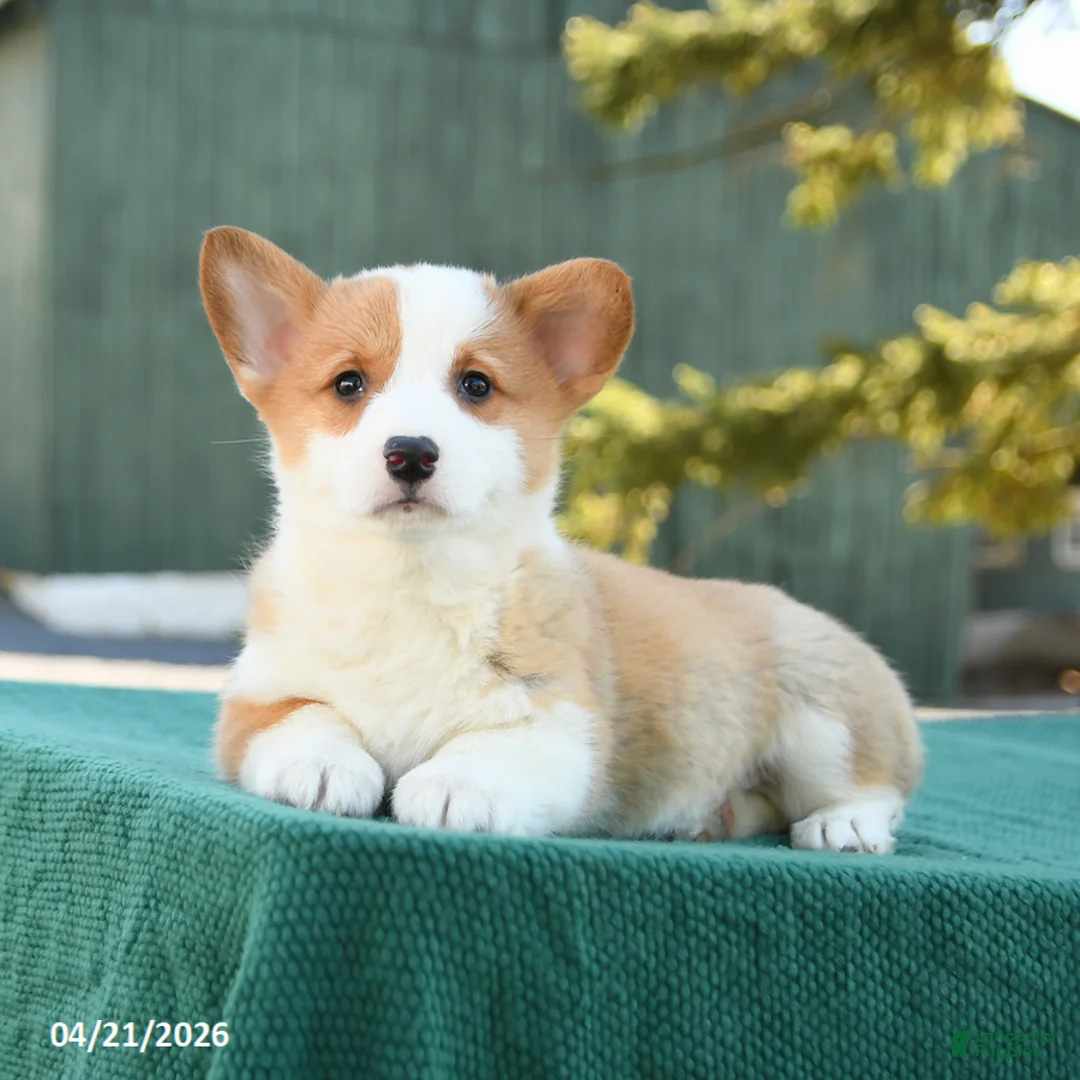 Welsh Corgi Pembroke dogs for sale: Sammy - Ad 2