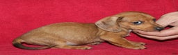 Miniature Dachshund dogs for sale: Steele - Ad 13